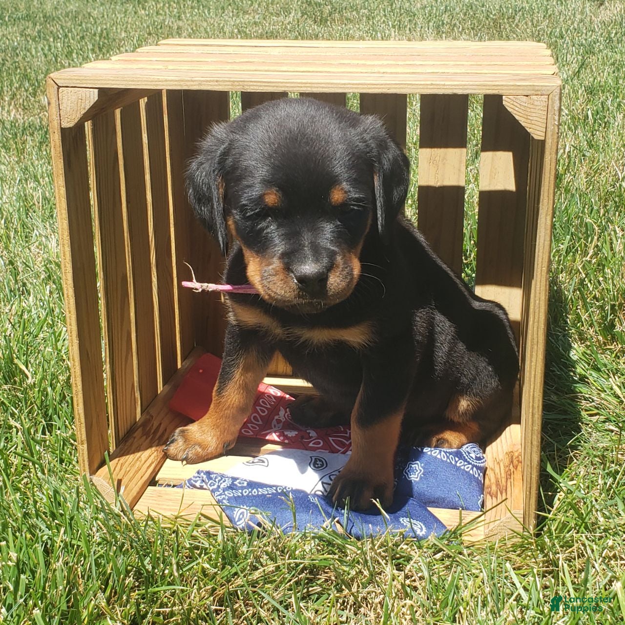 Rottweiler dogs Lily - Ad 2