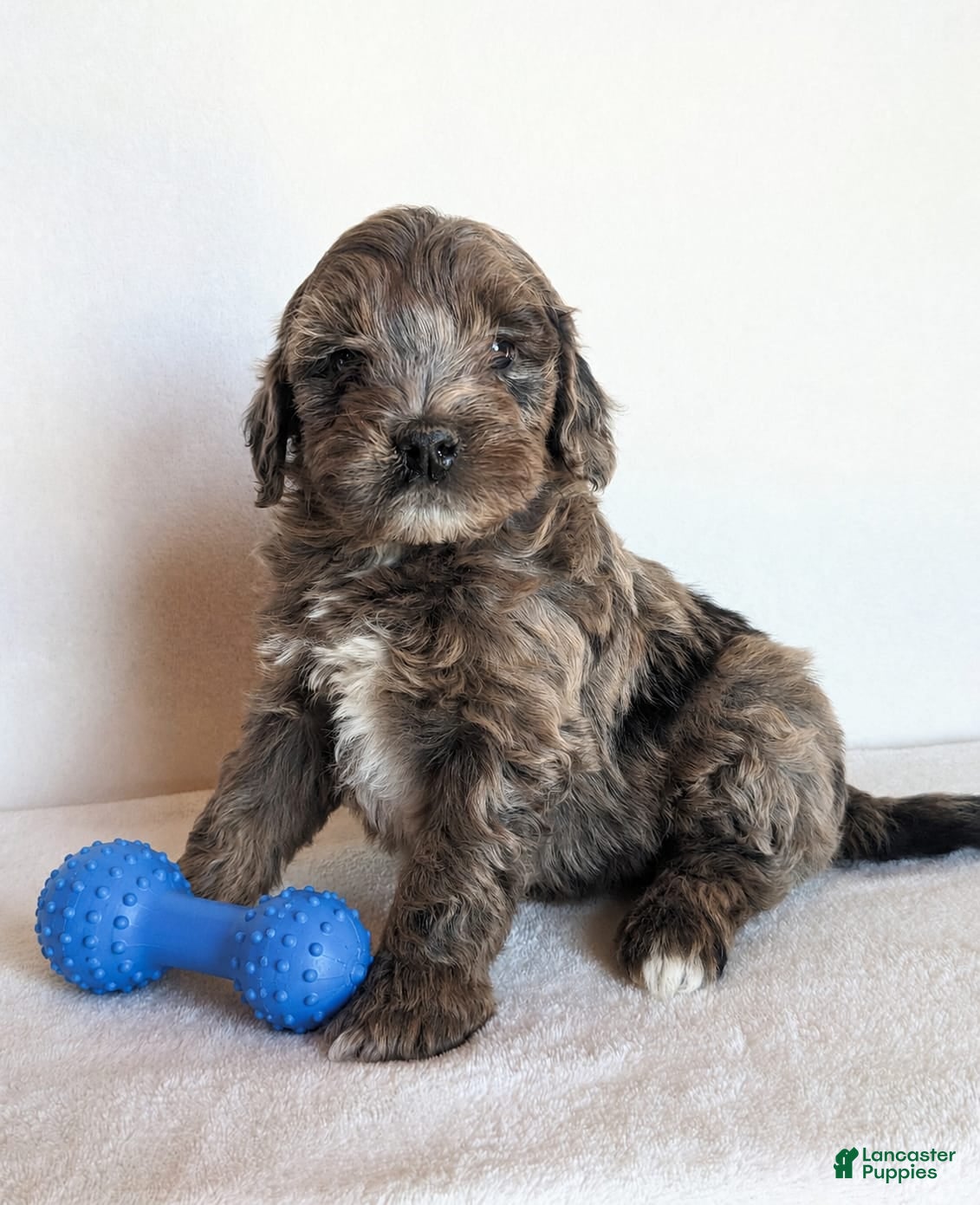 Cockapoo dogs Beau F1B - Ad 1