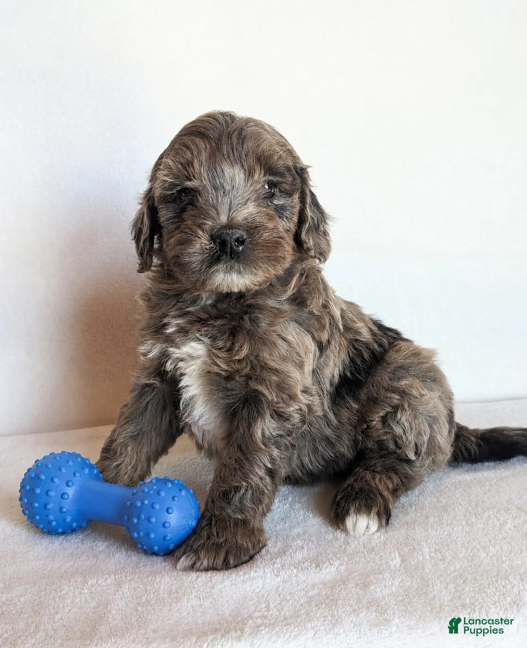 Cockapoo dogs for sale: Beau - Ad 1