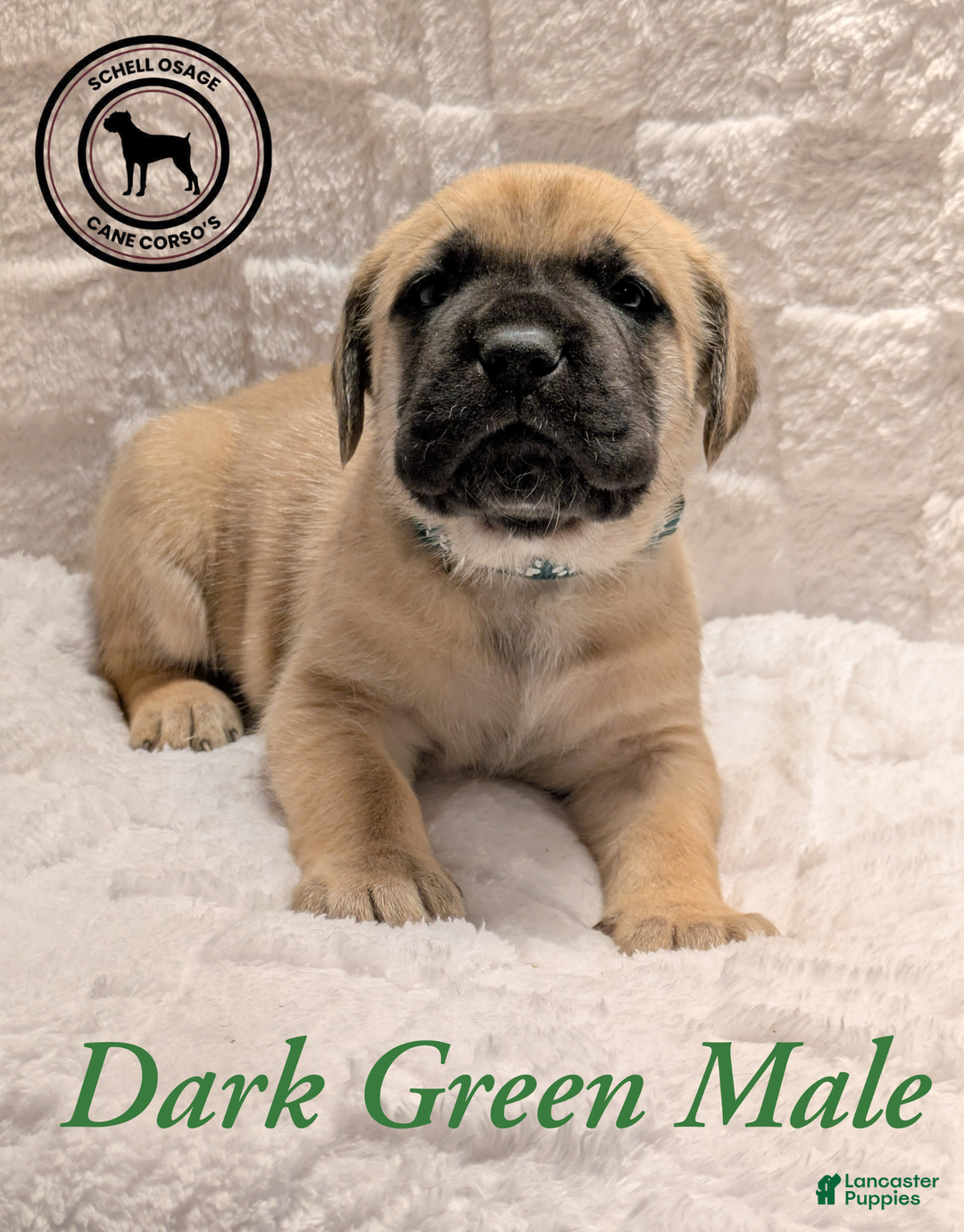 Cane Corso dogs for sale: Green - Ad 3