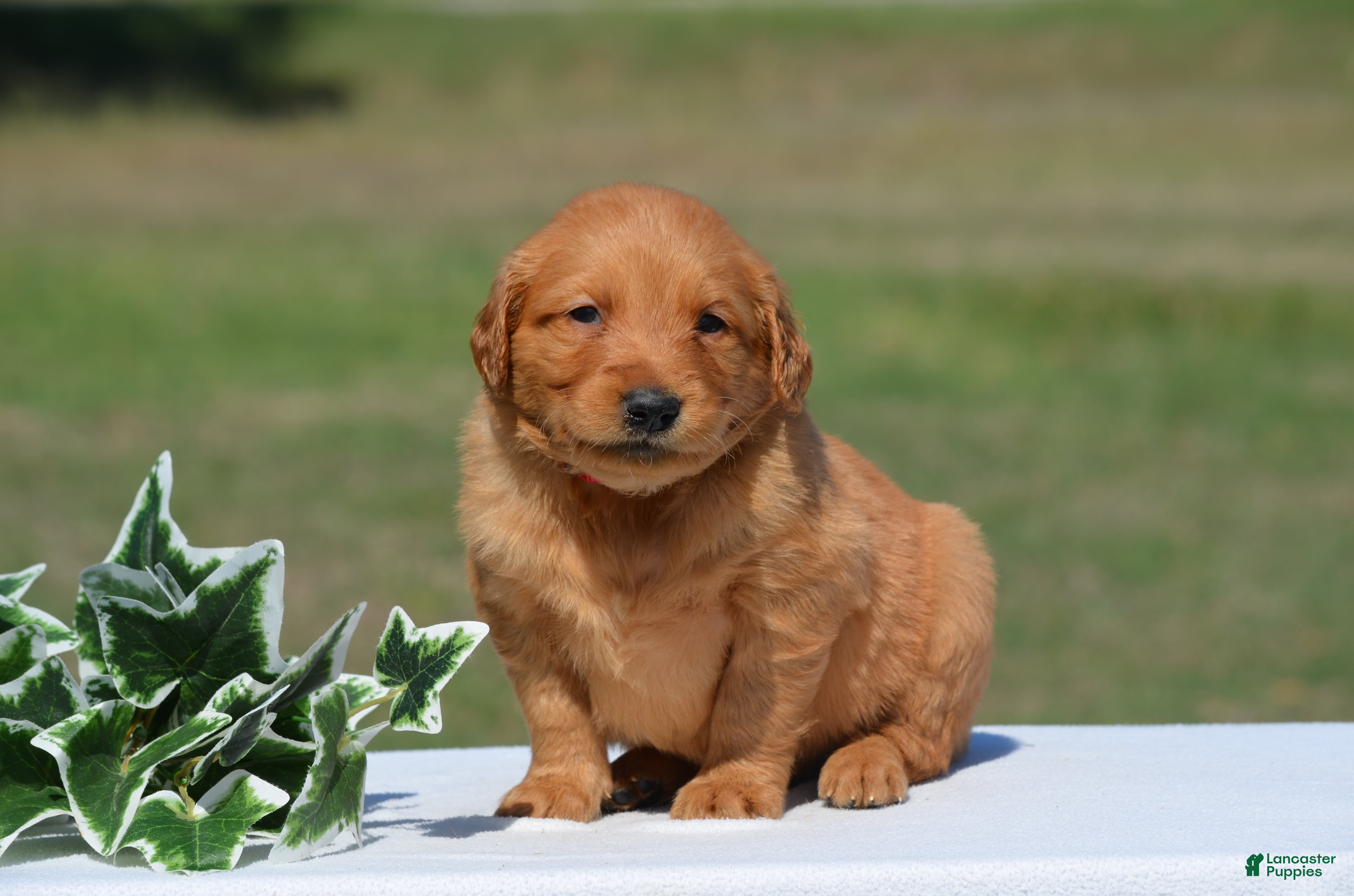 Golden Retriever dogs for sale: Sammy - Ad 1