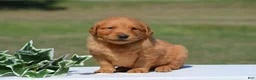 Golden Retriever dogs for sale: Sammy - Ad 1