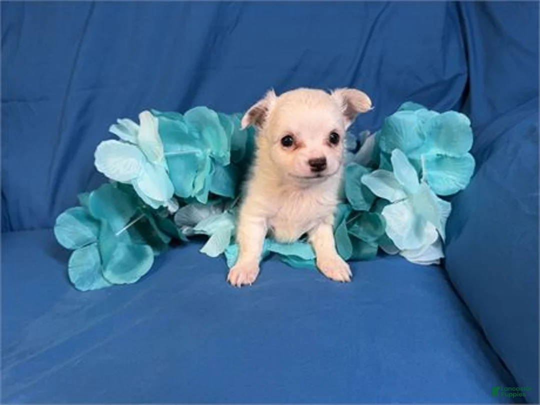 Chihuahua dogs for sale: Chihuahua 1 - Ad 2