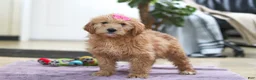 Goldendoodle dogs for sale: Miley - Ad 4