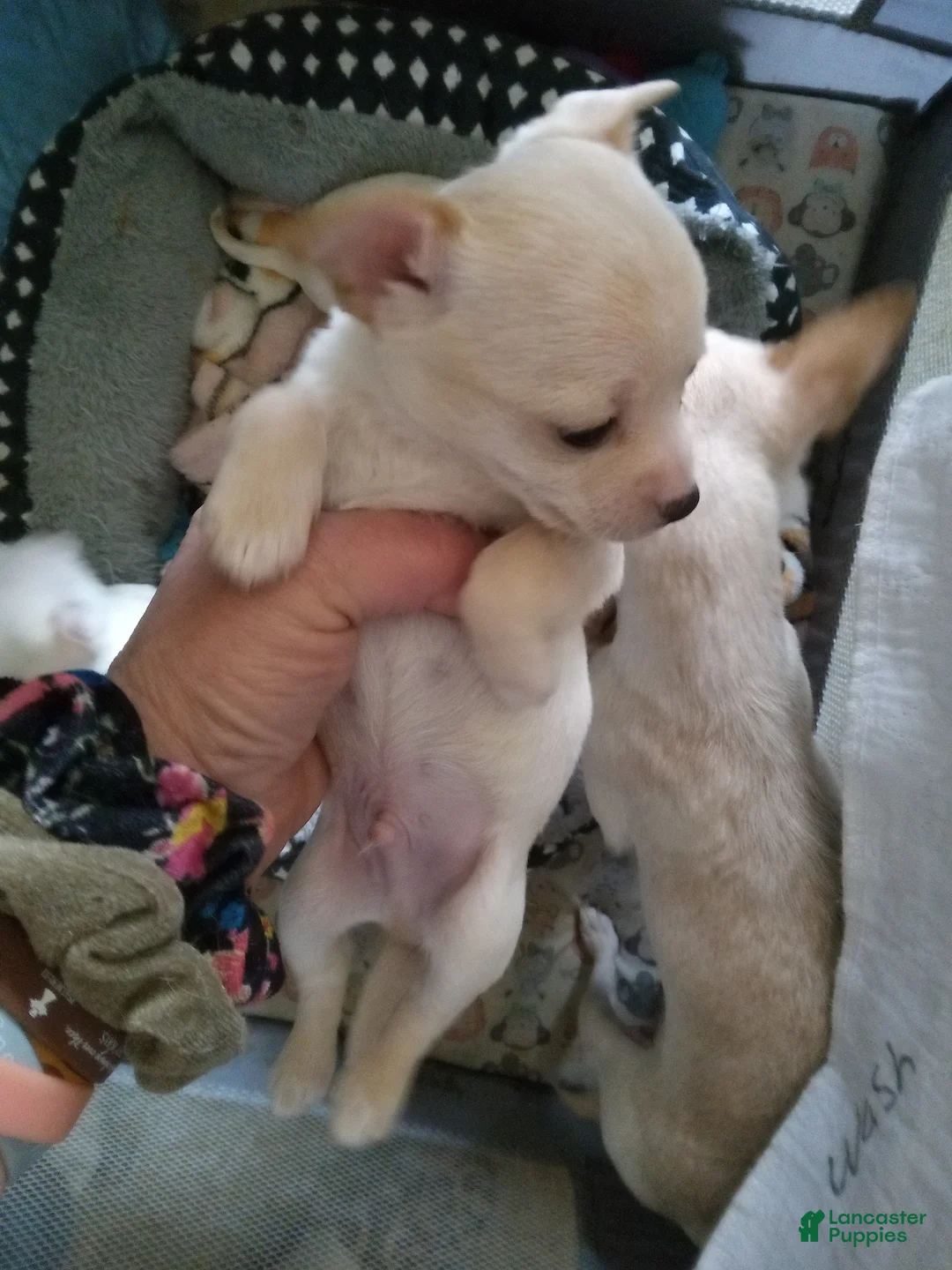 Chihuahua dogs for sale: Chanel  - Ad 2