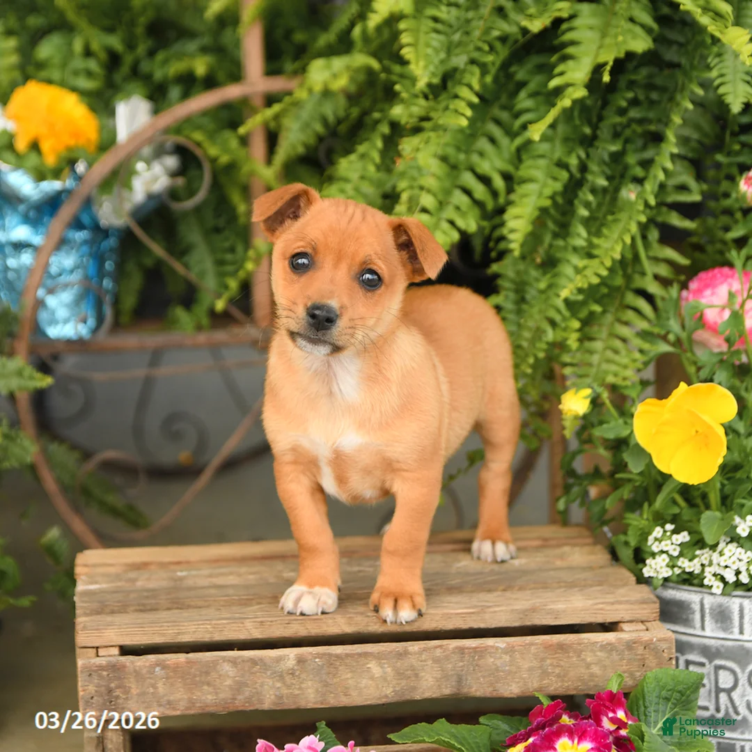 Mixed Breed dogs for sale: Fletcher - Ad 3