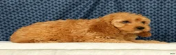 Cockapoo dogs for sale: Lucy - Ad 4