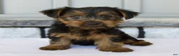 Yorkshire Terrier dogs for sale: Dash - Ad 1