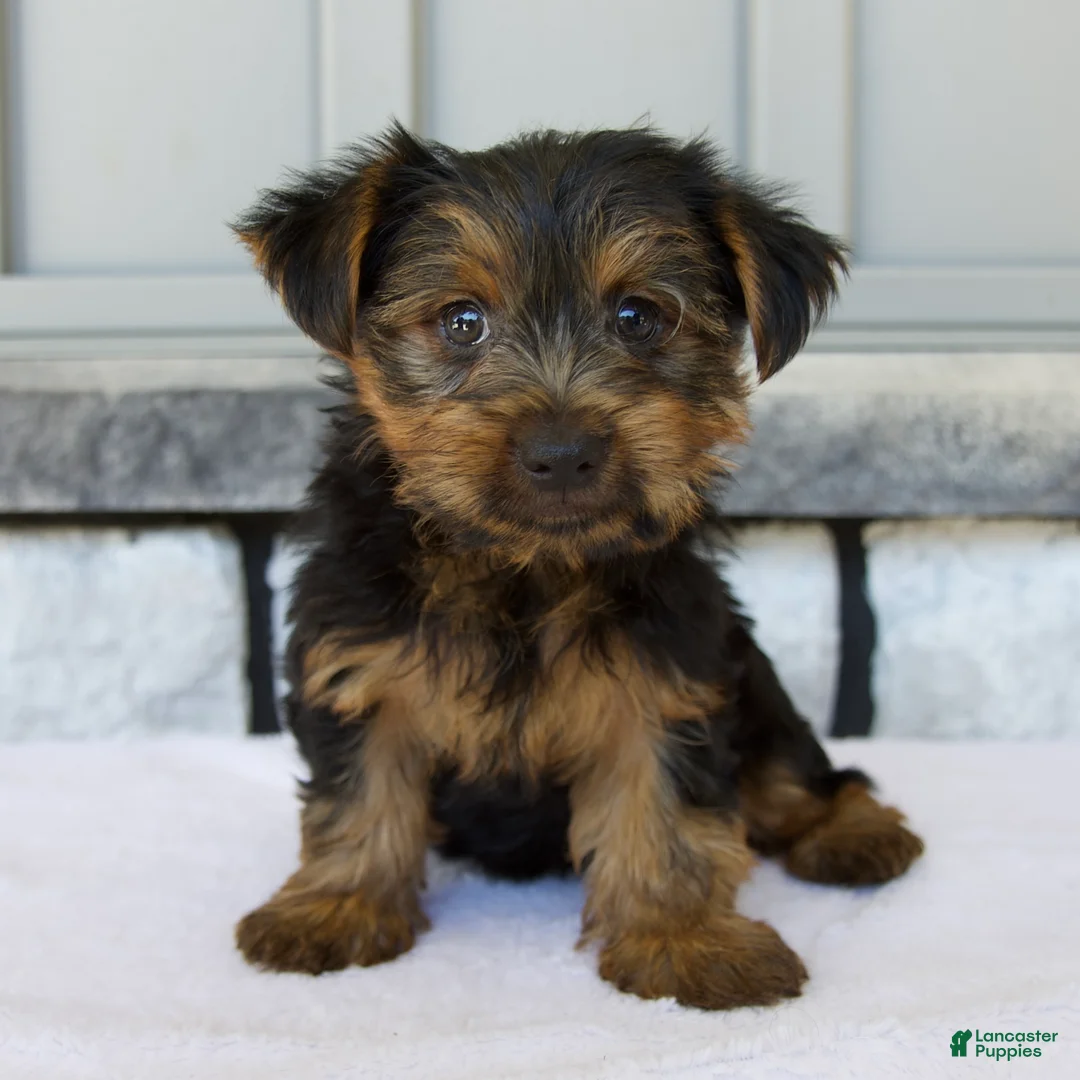 Yorkshire Terrier dogs for sale: Dash - Ad 1