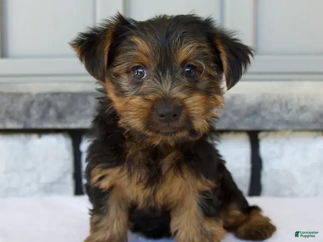 Yorkshire Terrier dogs for sale: Dash - Ad 1