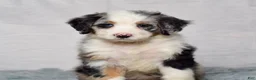 Bernedoodle dogs for sale: Willow - Ad 5