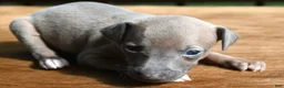 Italian Greyhound dogs for sale: Jersey  - Ad 1