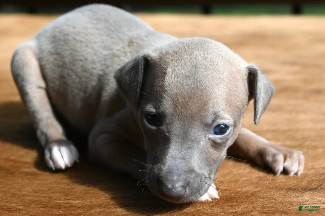 Italian Greyhound dogs for sale: Jersey  - Ad 1