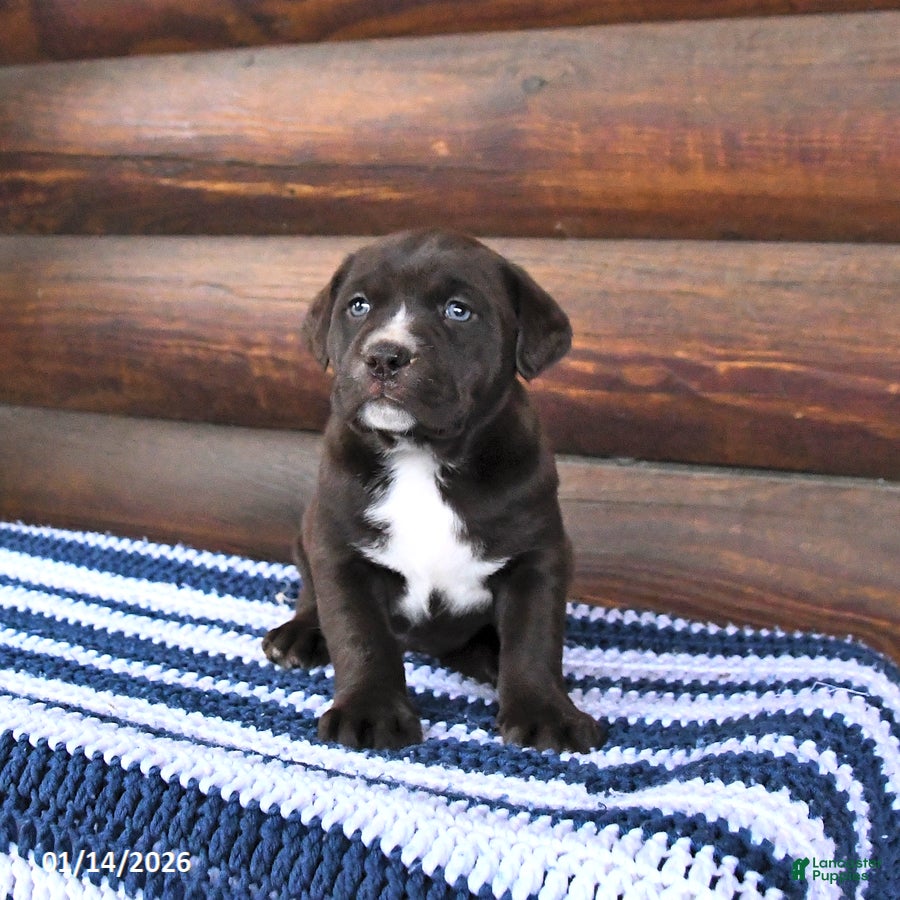 Mixed Breed dogs Heidi - Ad 36