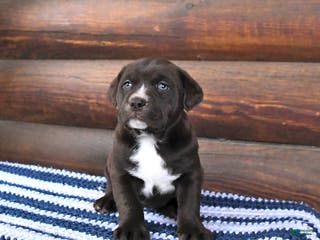 Mixed Breed dogs Heidi - Ad 25