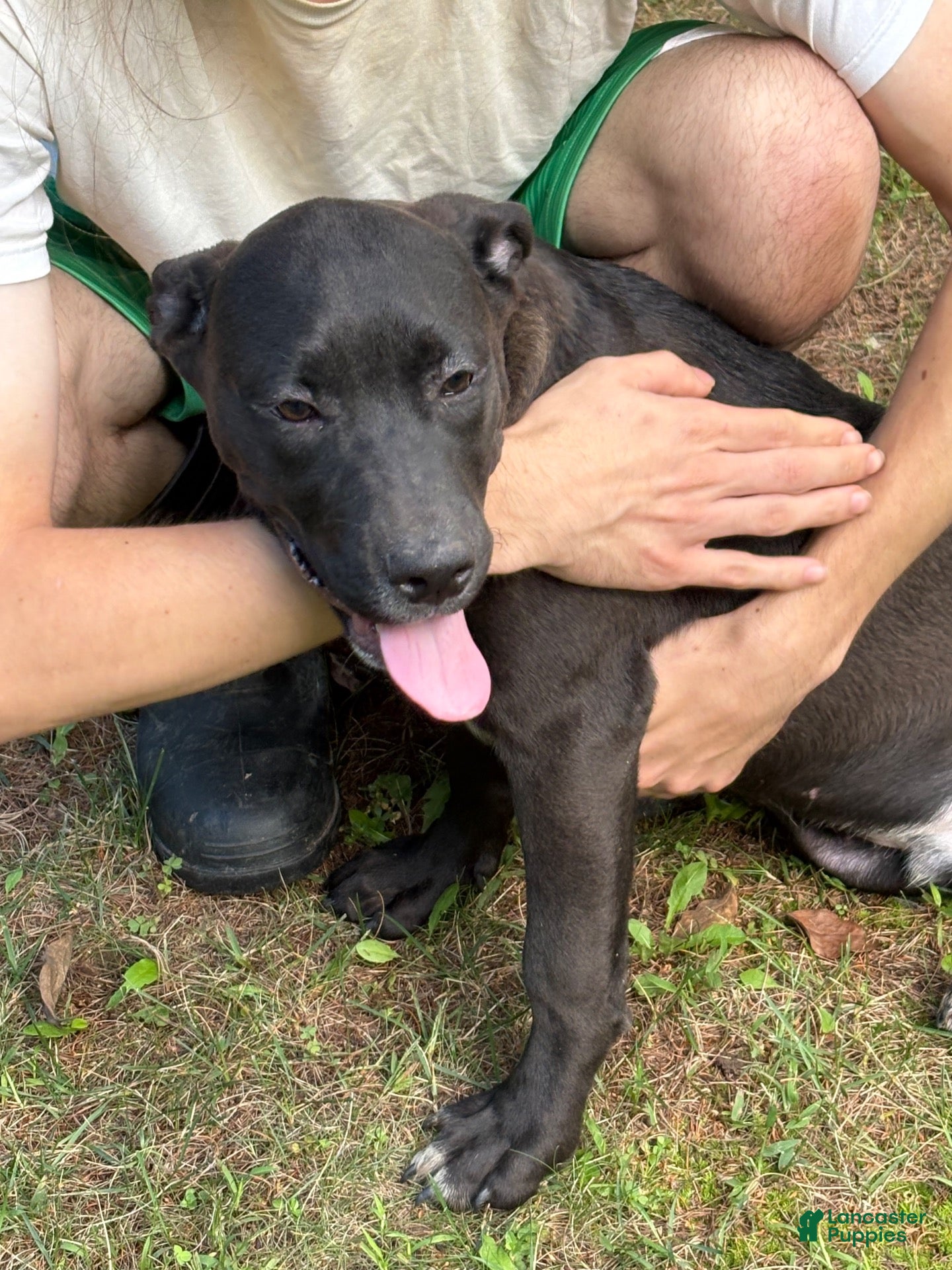Mixed Breed dogs Panther - Ad 17