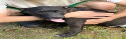 Mixed Breed dogs for sale: Panther - Ad 1