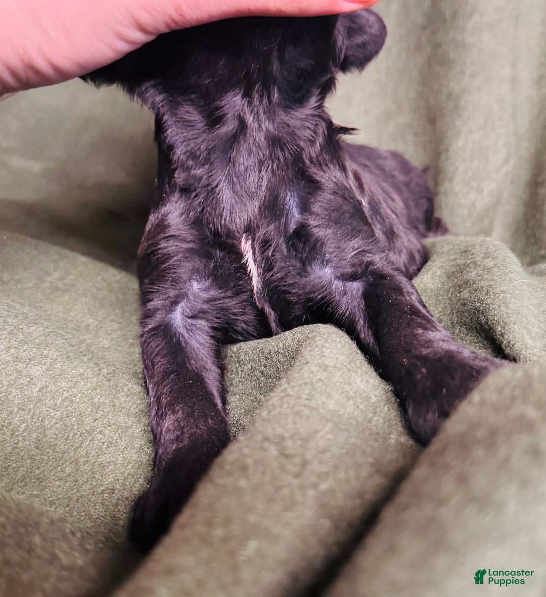 Cockapoo dogs for sale: Cockapoo Puppy 2 - Ad 2