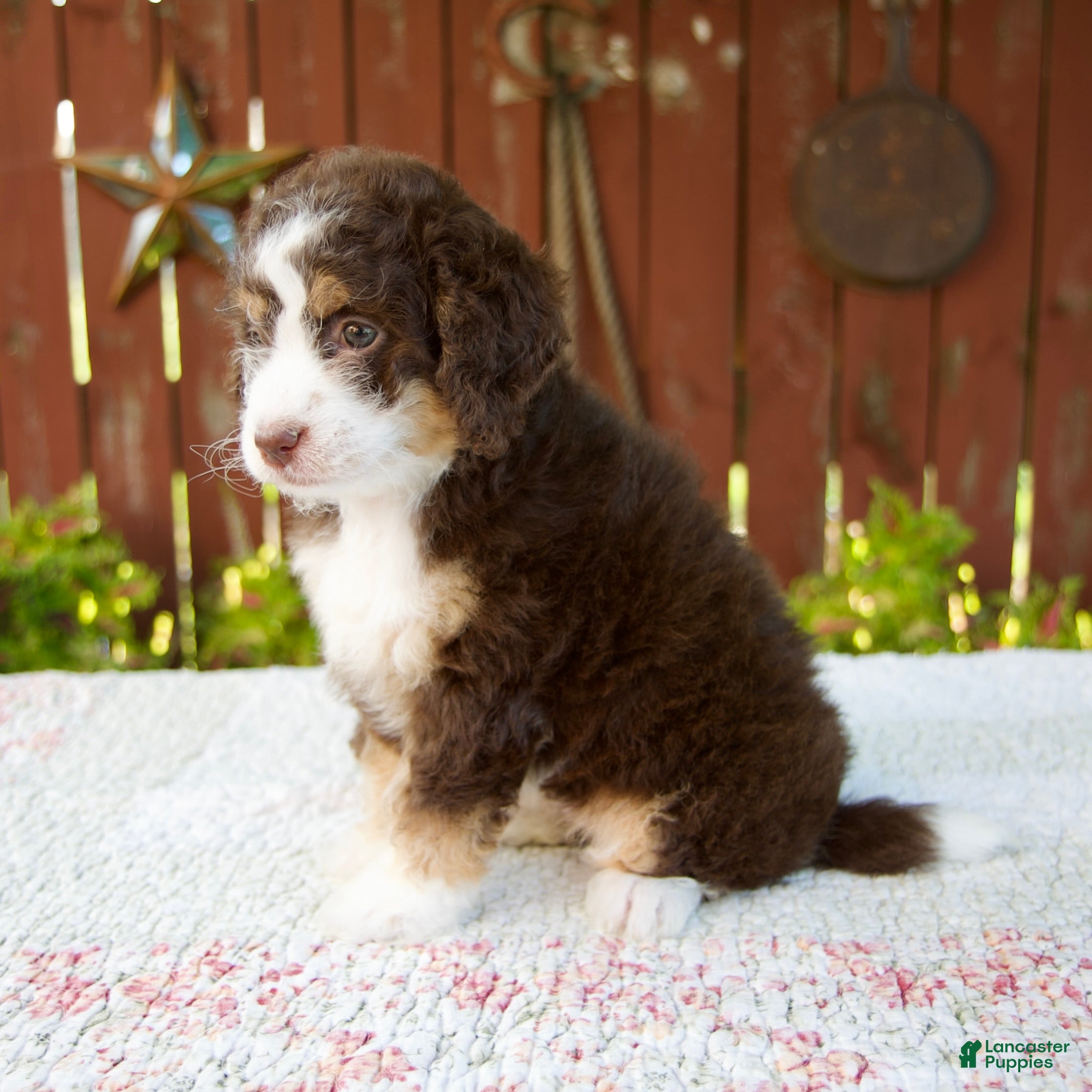 Mini Bernedoodle dogs Nicole - Ad 2