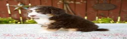 Mini Bernedoodle dogs for sale: Nicole - Ad 2