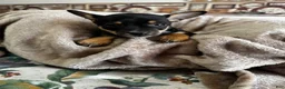Chihuahua dogs for sale: Jessie - Ad 2