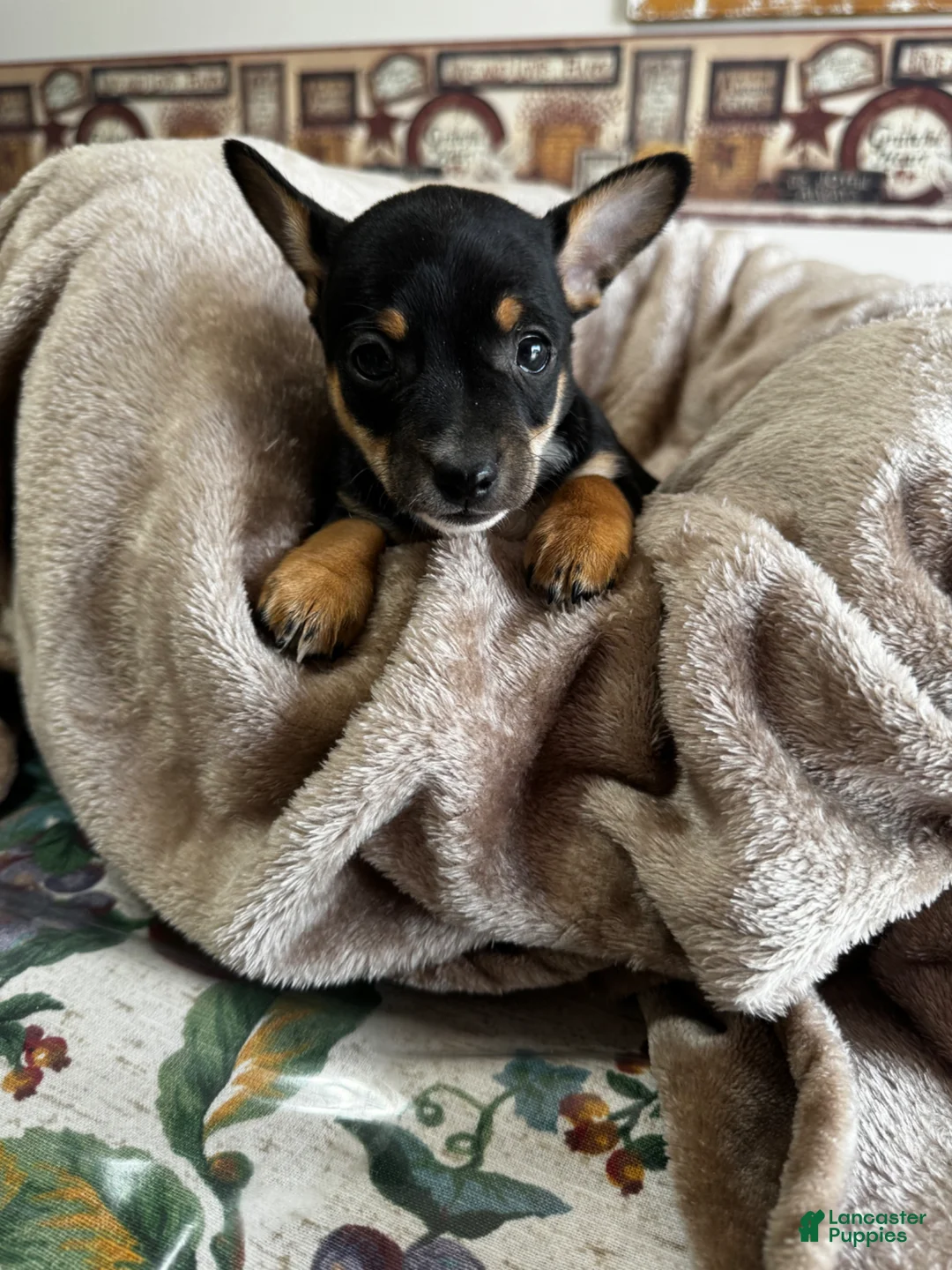Chihuahua dogs for sale: Jessie - Ad 2