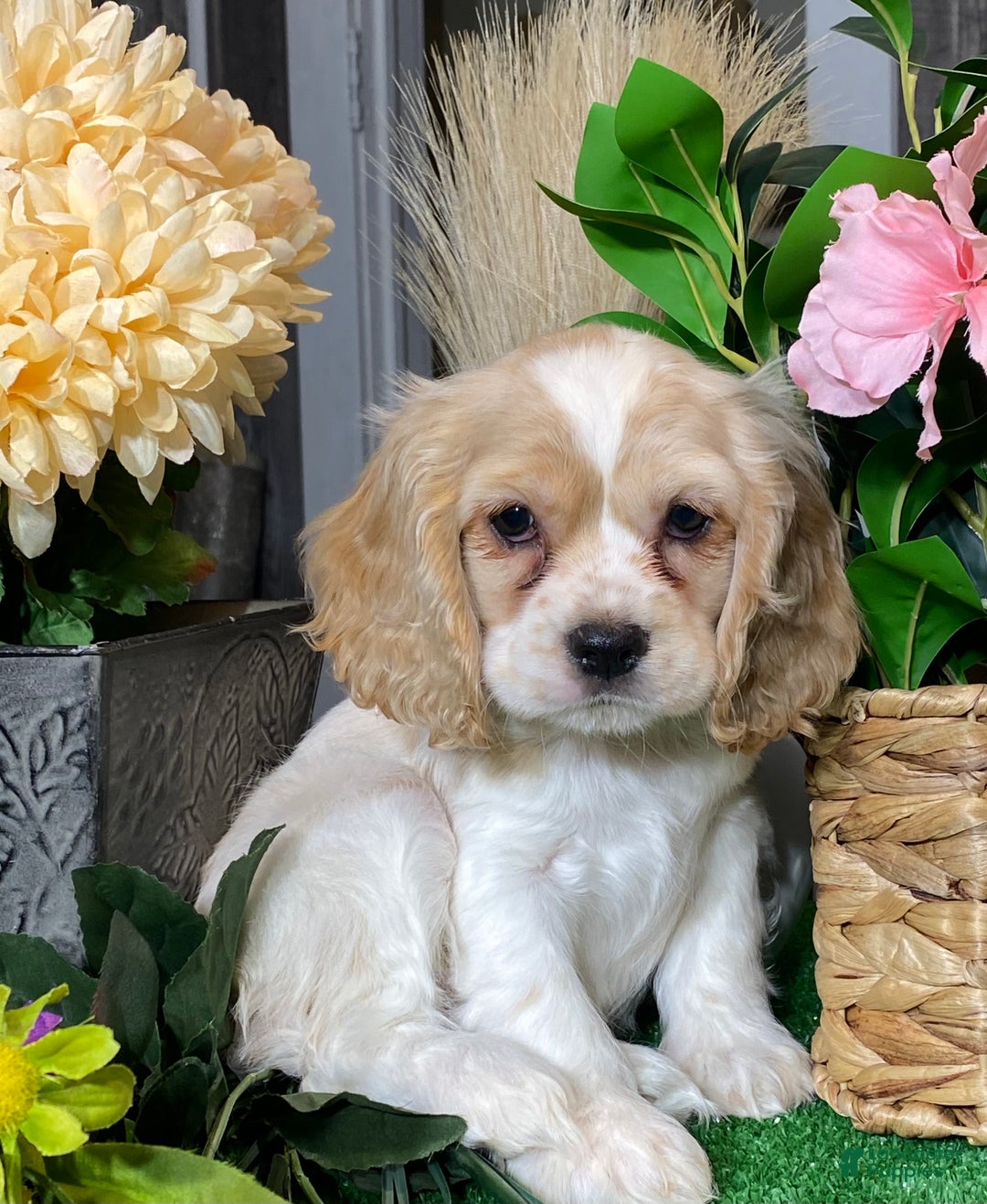 Cocker Spaniel dogs for sale: Trudy - Ad 1