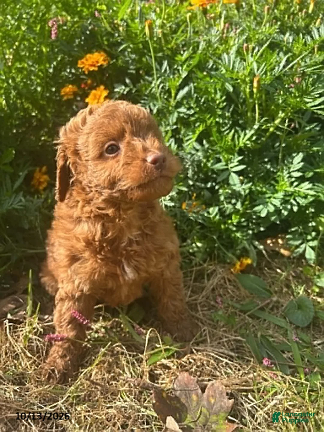 Cockapoo dogs for sale: Rover - Ad 1