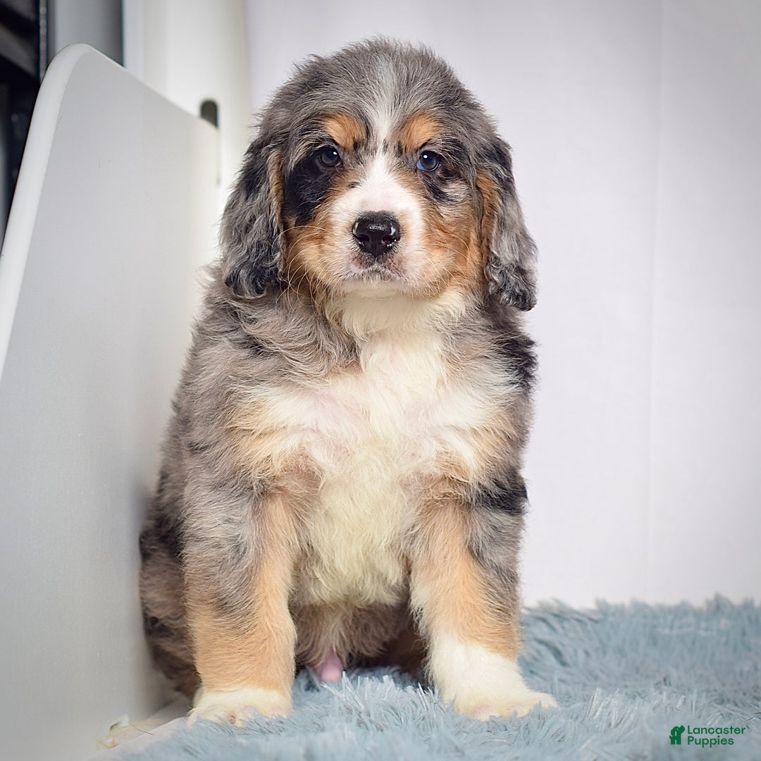 Bernedoodle dogs for sale: Mr. Teddy - Ad 5