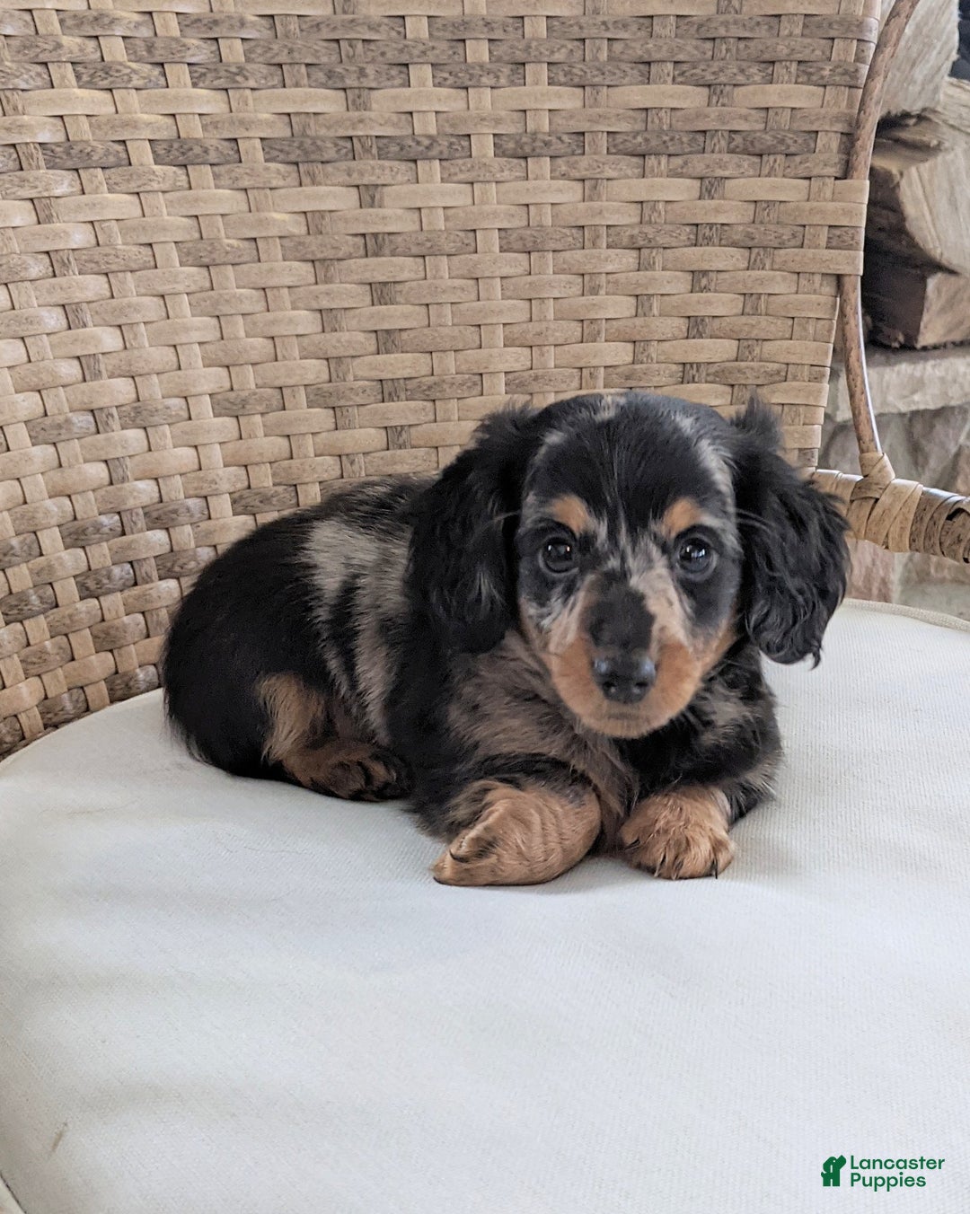 Miniature Dachshund dogs for sale: Freddie  - Ad 10