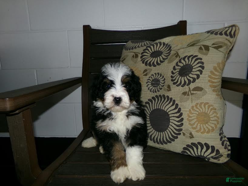 Mini Bernedoodle dogs Anson - Ad 2
