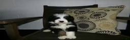 Mini Bernedoodle dogs for sale: Anson - Ad 10