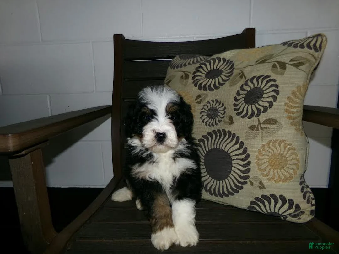 Mini Bernedoodle dogs for sale: Anson - Ad 10