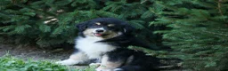 Miniature Australian Shepherd dogs for sale: LINCOLN [ new pictures] - Ad 11