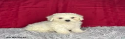 Bichon Frise dogs for sale: Rex - Ad 3