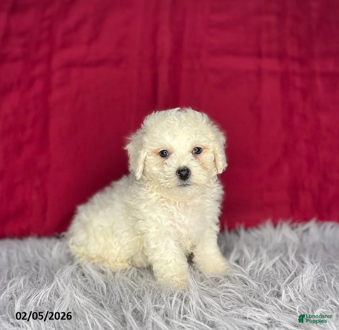Bichon Frise dogs for sale: Rex - Ad 3