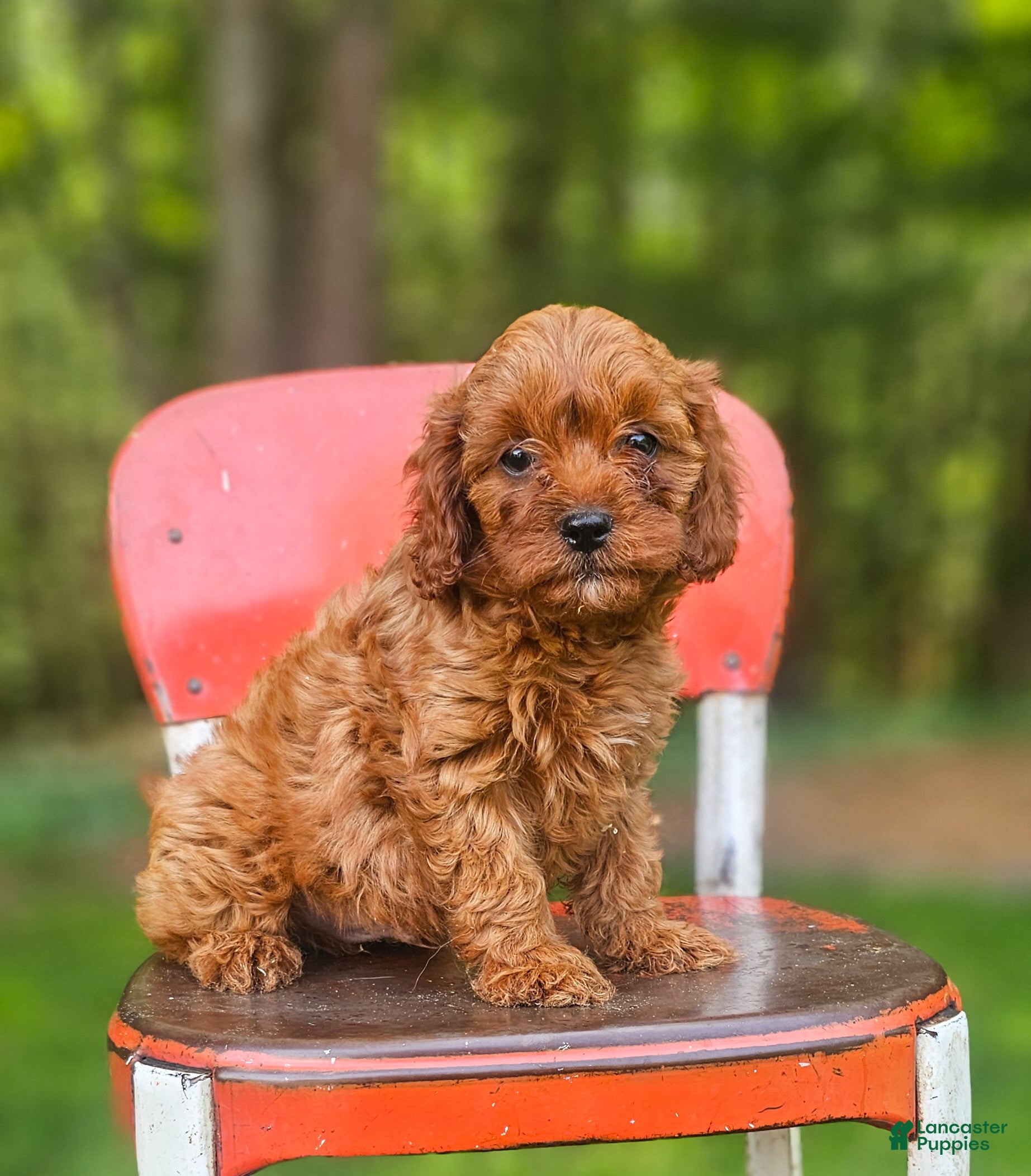 Cavapoo dogs River - Ad 1