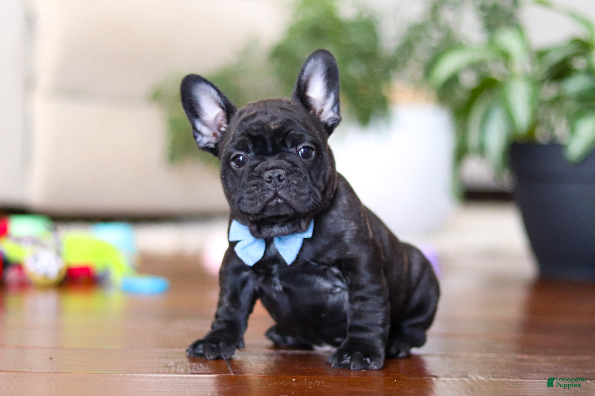 French Bulldog dogs Timmy  - Ad 17