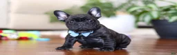 French Bulldog dogs for sale: Timmy  - Ad 1