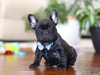 French Bulldog dogs Timmy - Ad 17