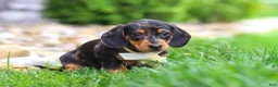 Miniature Dachshund dogs for sale: Anson - Ad 6
