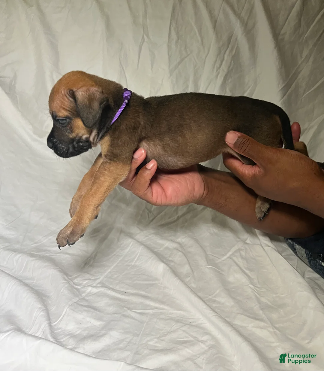 Presa Canario dogs for sale: Presa Canario 7 - Ad 2