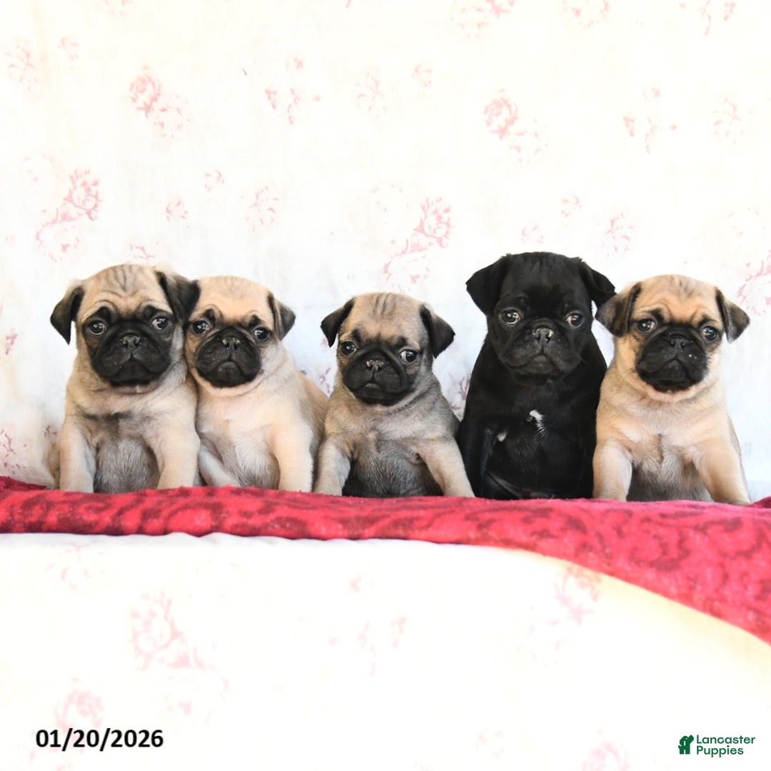 Pug dogs for sale: Tucker - Ad 5