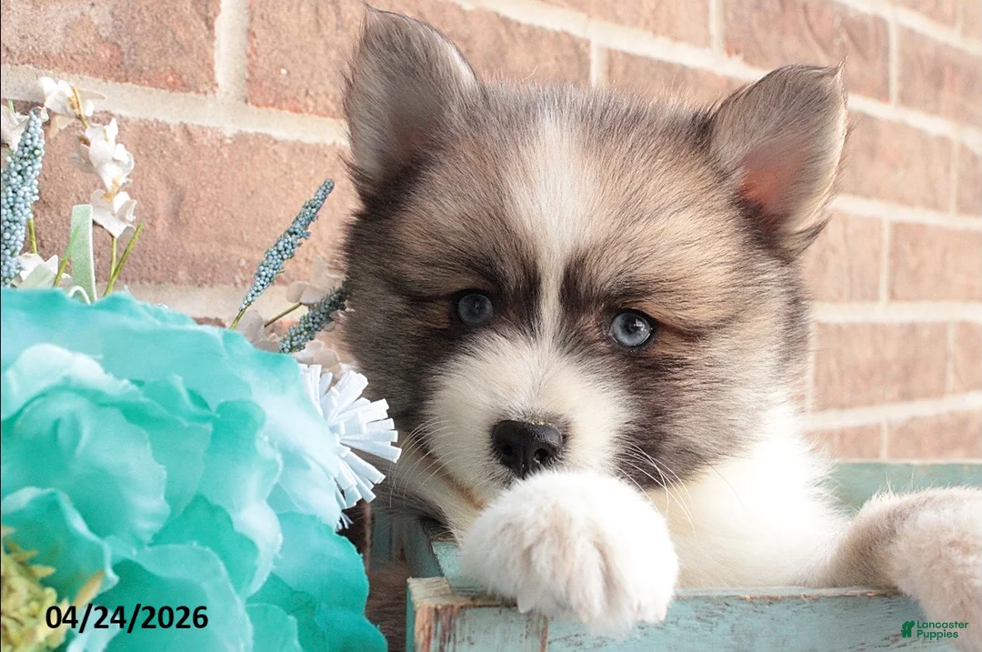Pomsky dogs for sale: Parker - Ad 2