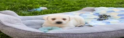 Labrador Retriever dogs for sale: Percival  - Ad 3