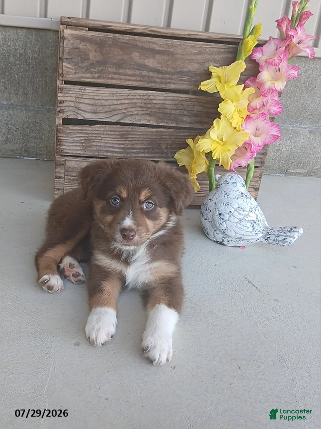 Australian Shepherd dogs for sale: Callie - Ad 1