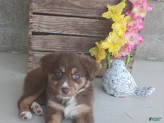 Australian Shepherd dogs Callie - Ad 35