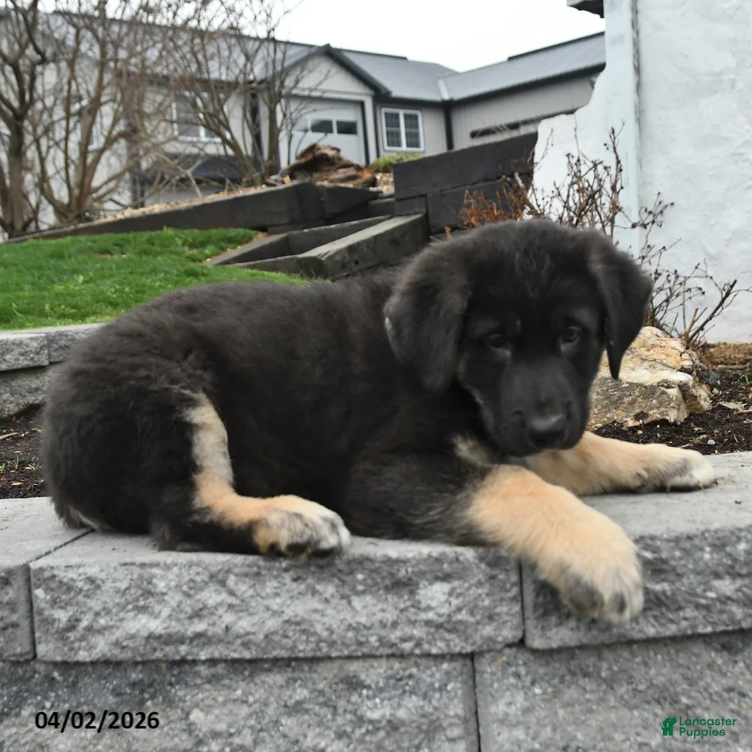 Mixed Breed dogs for sale: Bear - Ad 2