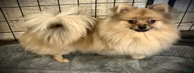 Cinnamon