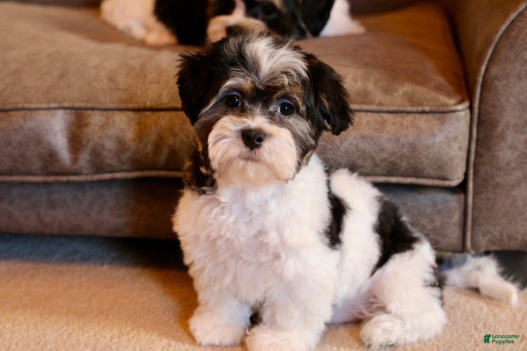 Shihpoo dogs for sale: Mia - Ad 5